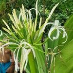 Crinum asiaticumFlower