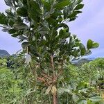 Acacia mangium Ліст