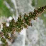 Chenopodium bonus-henricus Flor