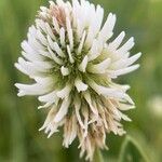 Trifolium montanum 花