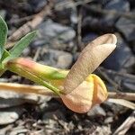 Lotus maritimus Fruit