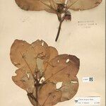 Clusia insignis Fruto