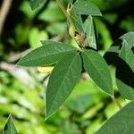 Cajanus cajan Leaf