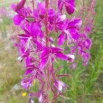 Epilobium angustifoliumFlor