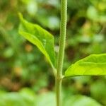 Jasminum sambac Bark