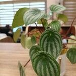 Peperomia argyreia Лист