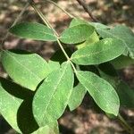 Commiphora mollis Folha