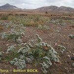 Limonium lobatum Hàbitat