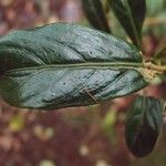 Chassalia gaertneroides Hoja