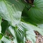 Hosta capitata Hoja