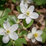 Isopyrum thalictroides ফুল