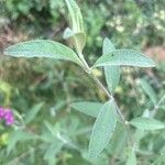 Buddleja japonicaЛист