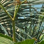 Cyphostemma currorii Vivejo