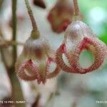 Sterculia rubiginosa Kvet