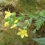 Ixanthus viscosus Flower