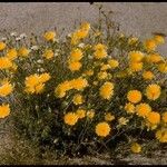 Malacothrix glabrata Flower