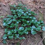 Asarum europaeum 葉