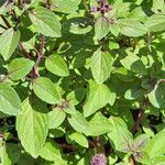 Ocimum basilicum Φύλλο