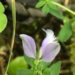 Polygala vulgaris Fleur
