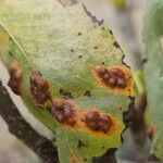 Pyrus communis Alia