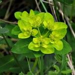 Euphorbia flavicoma Цвят