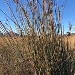 Juncus maritimus Habit