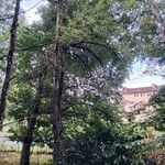 Pyrus cordata Hábito