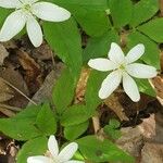 Anemone trifolia 叶