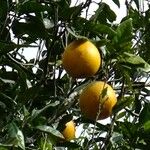 Citrus sinensis Other