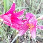 Zephyranthes bifida Λουλούδι