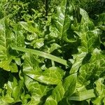 Arum italicumLeaf