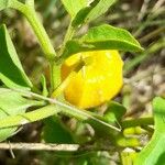 Physalis viscosa Frucht