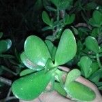 Crassula ovata অন্যান্য