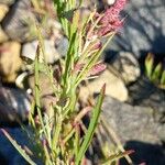 Atriplex littoralis Цвят