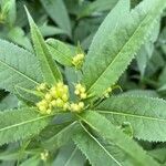 Senecio cacaliaster Flor