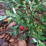 Ruscus aculeatus पत्ता