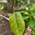 Capparis flexuosa Leaf