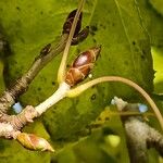 Liquidambar formosana Egyéb