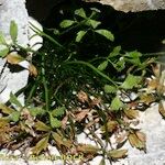 Asplenium seelosii Habit