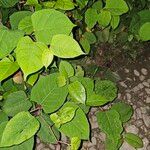 Reynoutria japonica Φύλλο
