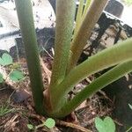 Alocasia longiloba Bark