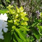 Phlox carolina Leaf