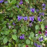 Rotheca myricoides फूल