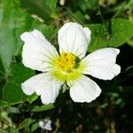 Lagenaria sphaerica Квітка