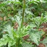 Verbena officinalisLeaf