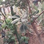 Mimusops caffra Leaf