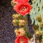 Opuntia aciculata Plod