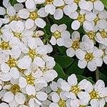 Spiraea nipponica Floare