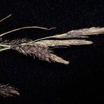 Carex haematostoma ফল