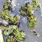 Salvinia molesta Агульны выгляд